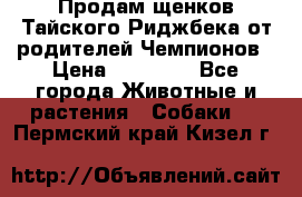 Продам щенков Тайского Риджбека от родителей Чемпионов › Цена ­ 30 000 - Все города Животные и растения » Собаки   . Пермский край,Кизел г.